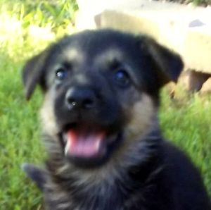 Meet your Posher, Andy